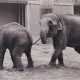 Anett Stuth. Leipziger Zoo 1985 I - photo 1