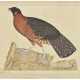 A CRIMSON HORNED PHEASANT, OR SATYR TRAGOPAN (TRAGOPAN SATYRA) - фото 1