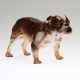 Bulldog. Royal Doulton - photo 1