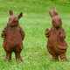 Zwei Gartenfiguren von Peter Rabbit und Mr. Ratty - Foto 1