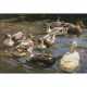 Alexander Koester. Eight ducks by the water - photo 1