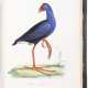 Iconografia della Fauna Italica, the Bradley Martin copy - фото 1