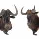 Paar Gnu-Jagdtrophäen Afrika, Paar hochwertig präp… - Foto 1