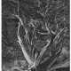 ANSEL ADAMS (1902–1984) - Foto 1