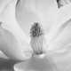 IMOGEN CUNNINGHAM (1883-1976) - фото 1