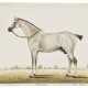 CONTRACT: A FLEA-BITTEN GREY ARAB STALLION - photo 1