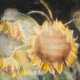 Christian Rohlfs. Sonnenblumen auf dunklem Grund - photo 1