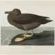 AFTER JOHN JAMES AUDUBON (1785-1851), BY ROBERT HAVELL (1793-1878) - photo 1