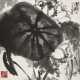 ZHU QIZHAN (1892-1996) - photo 1