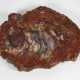Segment versteinertes Holz - photo 1