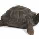 Franz Josef Lipensky, Schildkröte - Foto 1