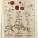 Basilius Besler, Skabiosen aus Hortus Eystettensis - фото 1