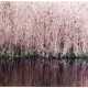 'Wind swayed Reed' - фото 1