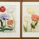 2 Weinmann, Johann Wilhelm (1683-1741) "Papaver sativum..." und "Papaver erraticum...", colorierte Kupferstiche, Tafeln 791 und 795, aus: "Phytanthoza Iconographia", 34/33,5x22cm (m.R. 48,4x… - Foto 1