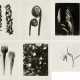 Karl Blossfeldt. Pflanzenformen II - photo 1