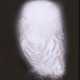 Anna Vogel. Smiling Barn Owl III - photo 1
