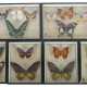 6 Dioramen mit Schmetterlingen Sammlung variierend… - photo 1