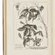 DODART, Dionys (1634-1707) - Foto 1