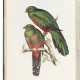 GOULD, John (1804-1881) - photo 1
