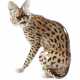 Nymphenburg "Serval" - photo 1