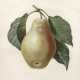 Pierre-Joseph Redouté, "Poire Tarquin" - photo 1