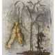 SIGMAR POLKE (1941-2010) - фото 1