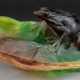 Figürliche Vide-poche mit Frosch von Daum Pâte de … - photo 1