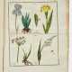 Alexandre Vigneux "Flore pittoresque … - photo 1