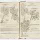 Matthias de Lobel: "Plantarum seu stirpi… - photo 1