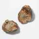 Fossil, Ammonit - Foto 1
