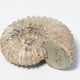 Fossil, Ammonit - photo 1