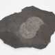 Fossil, Ammoniten - Foto 1
