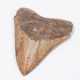 Fossil, Megalodonzahn - Foto 1