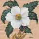 Reine, Käthe (1894 Halver-1976 Rostock) "Christrose", Aquarell/ Tempra auf Japanpapier (so vero bez.), 10x10 cm, hinter Glas und Rahmen - фото 1