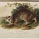 The Quadrupeds of North America - photo 1