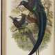 Monograph of the Paradiseidae, or Birds of Paradise, and Ptilonorhynchidae, or Bower-birds - photo 1 Monograph of the Paradiseidae, or Birds of Paradise, and Ptilonorhynchidae, or Bower-birds - photo 1
