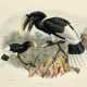 A Monograph of the Bucerotidae, or Family of the Hornbills - фото 1