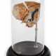 Anatomisches Modell - photo 1