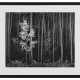 ANSEL ADAMS (1902–1984) - photo 1