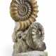 TWO LARGE FRENCH AMMONITES - photo 1 TWO LARGE FRENCH AMMONITES - photo 1