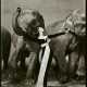 Richard Avedon. Dovima with Elephants - photo 1