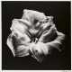 Robert Mapplethorpe. Flower - photo 1 Robert Mapplethorpe. Flower - photo 1