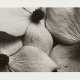Horst P. Horst. Cornus Kousa Korean Dogwood - photo 1