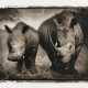 Nick Brandt. Rhino Mother and Child - Foto 1