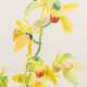 Siegward Sprotte (Potsdam 1913 - Kampen/Sylt 2004). Orchidee. - photo 1 Siegward Sprotte (Potsdam 1913 - Kampen/Sylt 2004). Orchidee. - photo 1