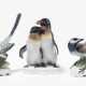 Rosenthal, 3 Vogelfiguren - Foto 1 Rosenthal, 3 Vogelfiguren - Foto 1