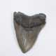 Fossil, Megalodonzahn - фото 1 Fossil, Megalodonzahn - фото 1