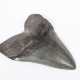 Fossil, Megalodonzahn - фото 1