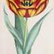 Tulpen. - photo 1 Tulpen. - photo 1