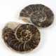 Paar Ammoniten Hälften - Foto 1